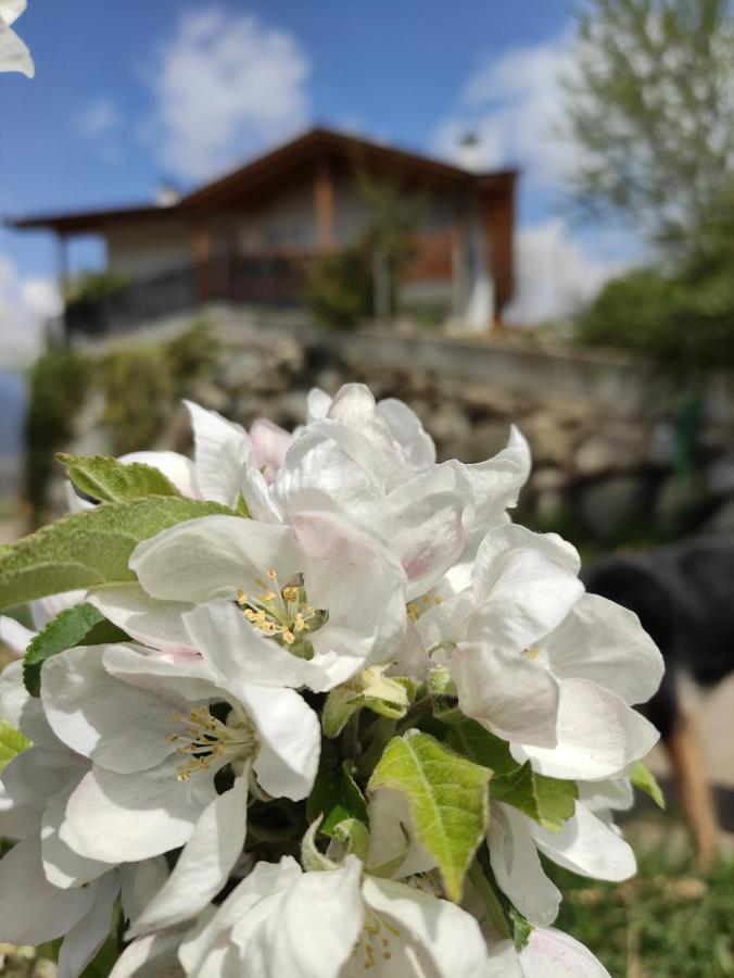 Pruensterhof Schenna Apartment ภายนอก รูปภาพ